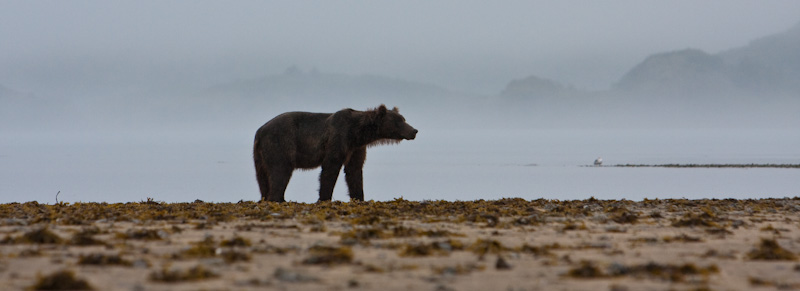 Grizzly Bear In Rain